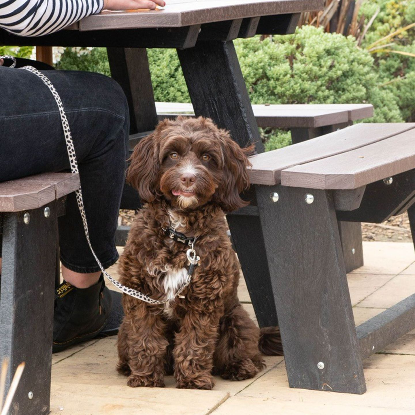 Your local dog friendly pub in Newquay